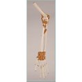 Denoyer-Geppert Anatomical Model, Ultraflex Ligamented Joint Quintet SJ66Q